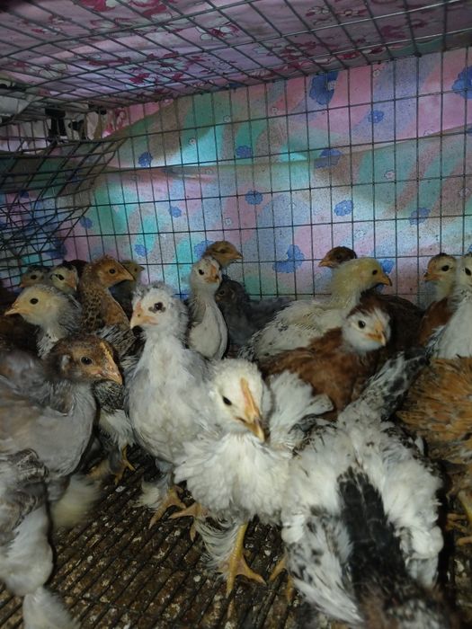 Pui de casa motati bărboși incaltati