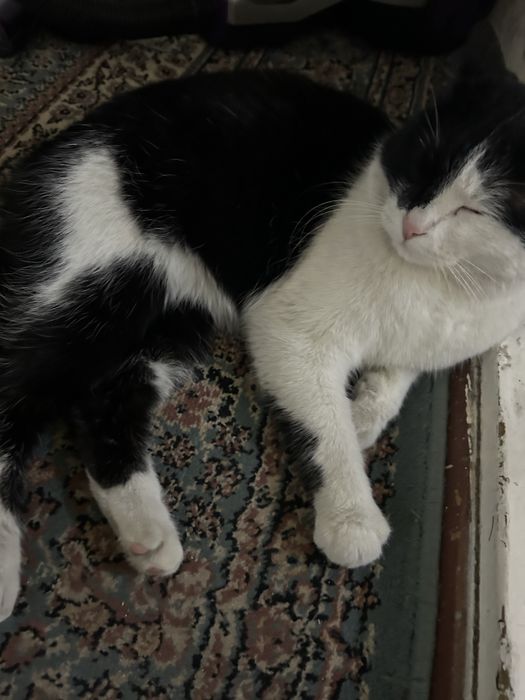 Отдам кота в добрые руки