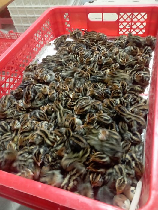 Бедана тухум йуналишидаги жужа тухуми bedana bedona перепёлка перепела