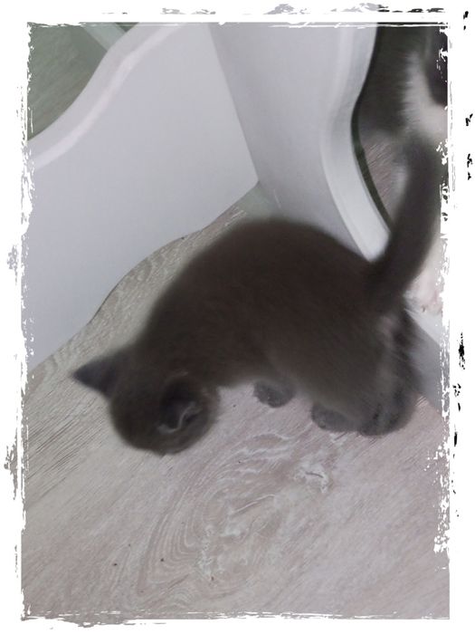 Продаються котята! Симпотяшки! Очень игривые! Есть доставка платная.