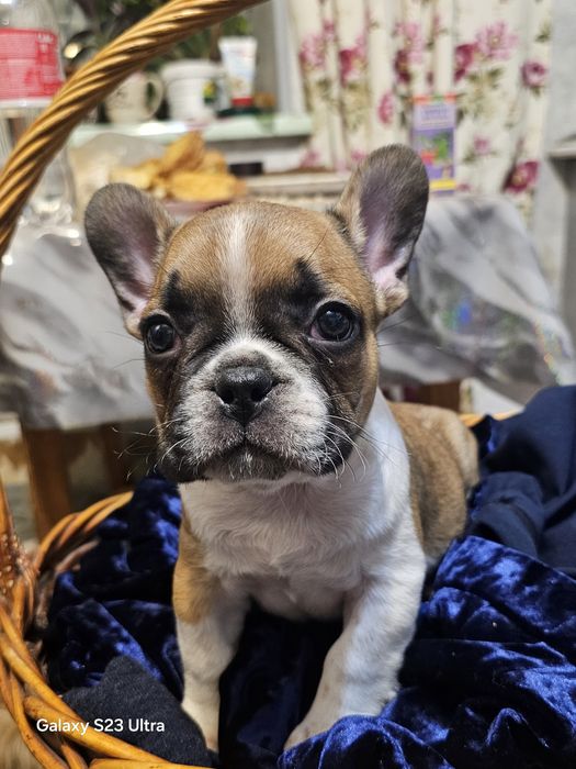 Французик карапузик