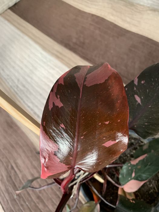 Philodendron Pink Princess (40 cm )