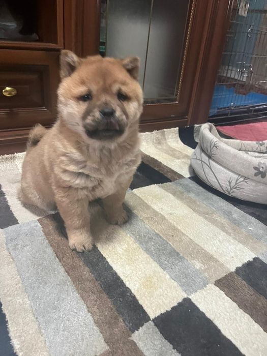 Продается щенок  чау -чау девочка, возраст 3 месяца.