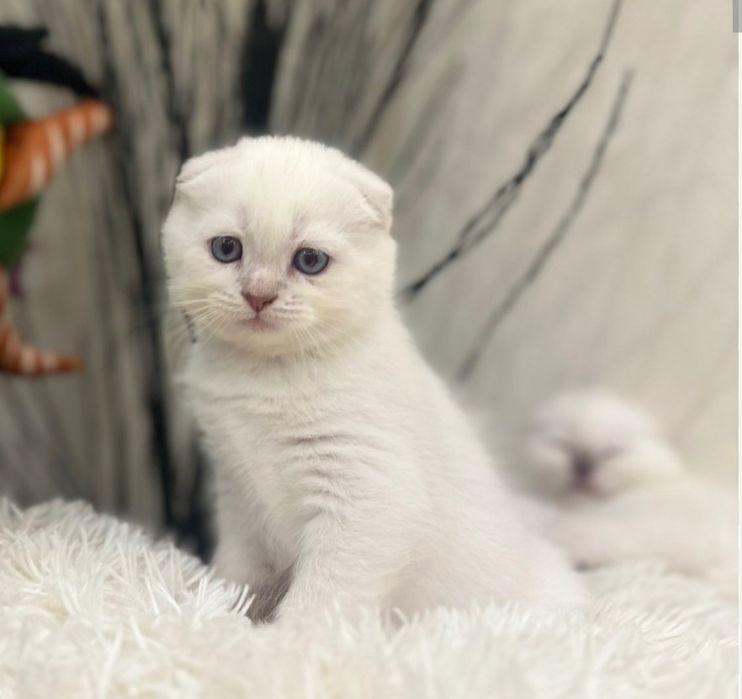 Mini yubka ostidan mushuk