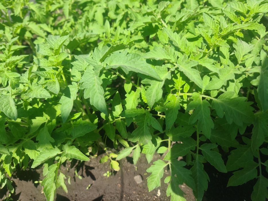 Продам  рассаду красных помидор.