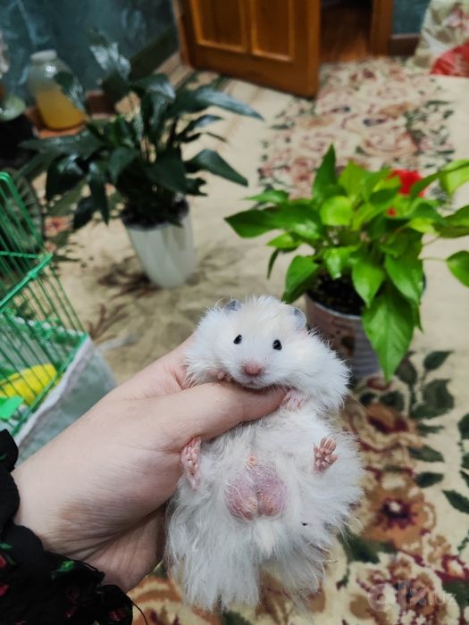 Хомяк пахмоққинамкууу