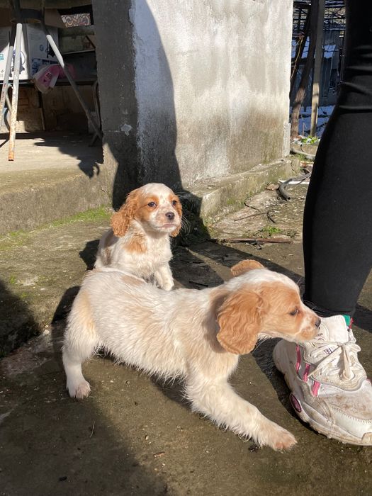 Продават се кокерчета