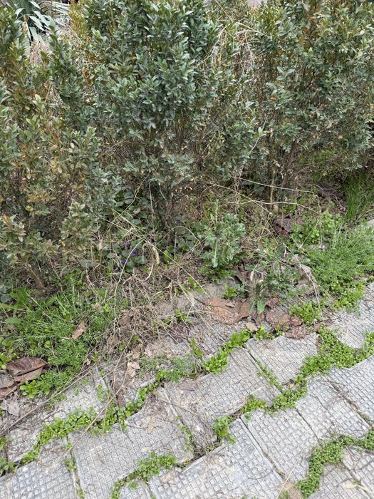 Куп йили шамшод кучатлари сотилади