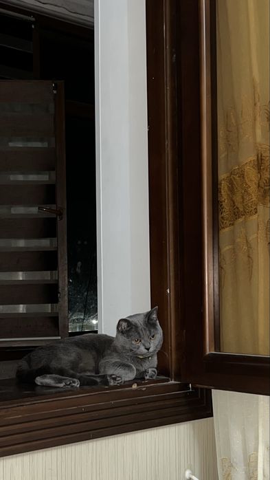 Кот: Шотландский страйд