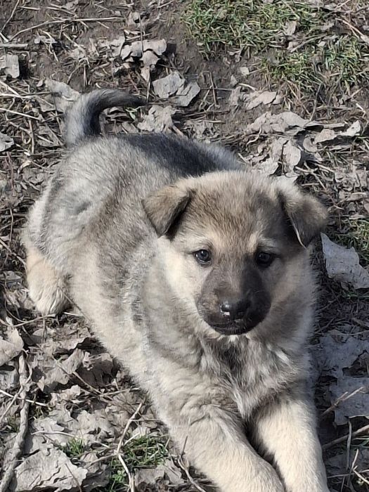 Щенята в надежные руки.