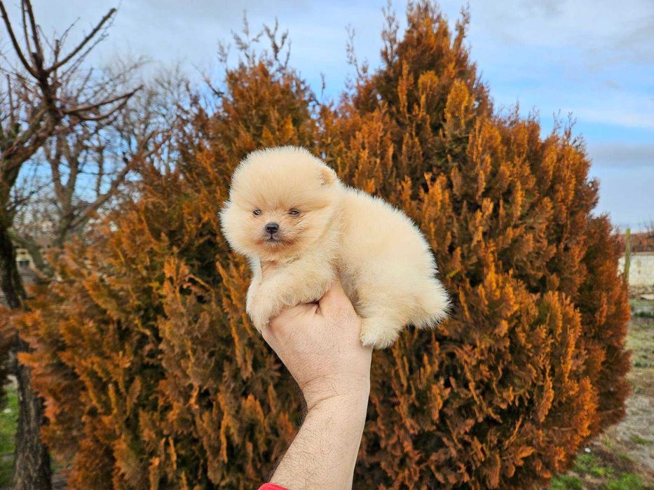Померан мини продавам мъжко