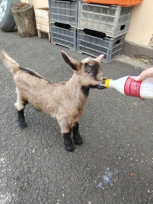 Альпийский козлик