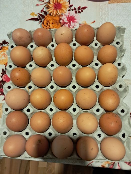 Vând ouă de găină