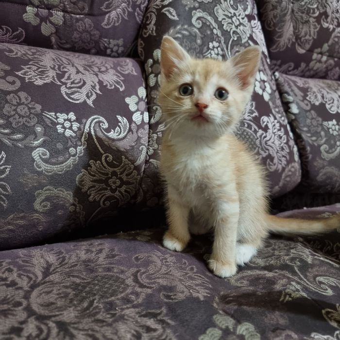 Продам котенка порода британец