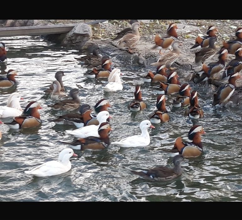 Rate mandarine din crescatorie