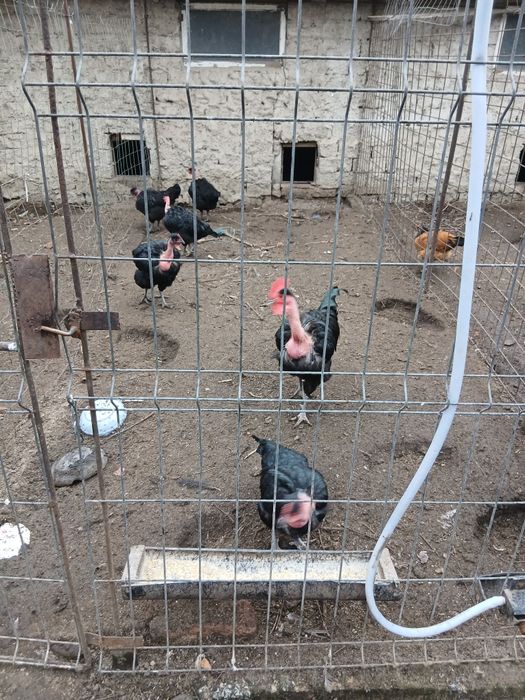 Oua gat golas de Transilvania