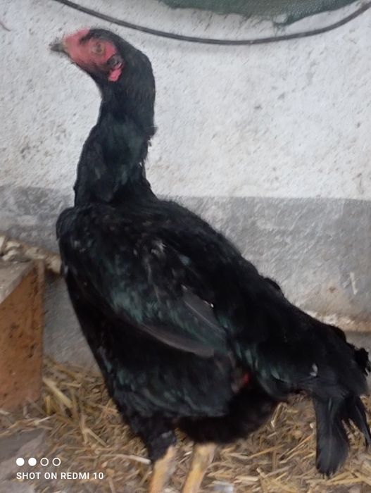 Dakan tovuq yirik  tikka