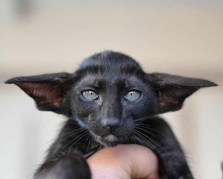 Ориентальные котята экстрим