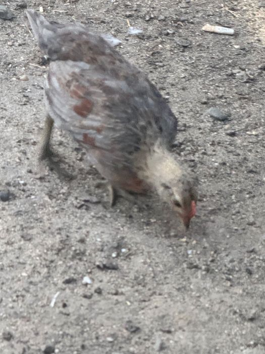 Pui de găină pitică și normala