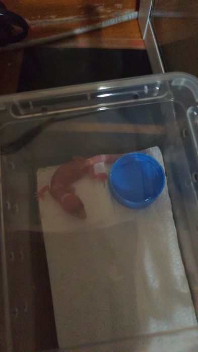 Продам милого детёныша эублефара