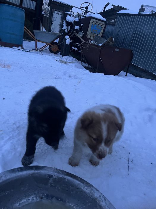 Продаю щенков хаски