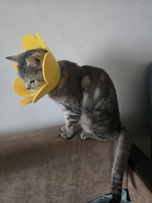 Бесплатно отдаем Кота