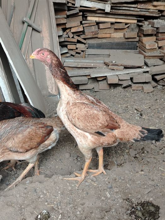 Дакан курочка молодая