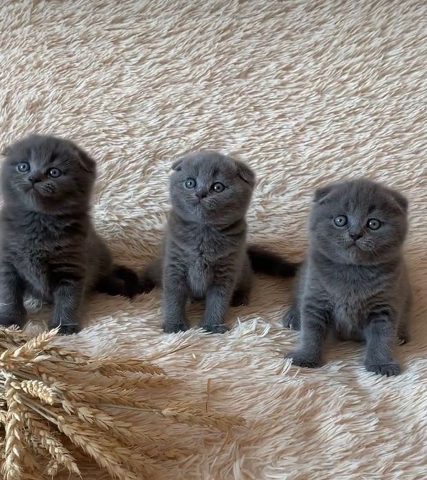 Голубые шотландские вислоушки!