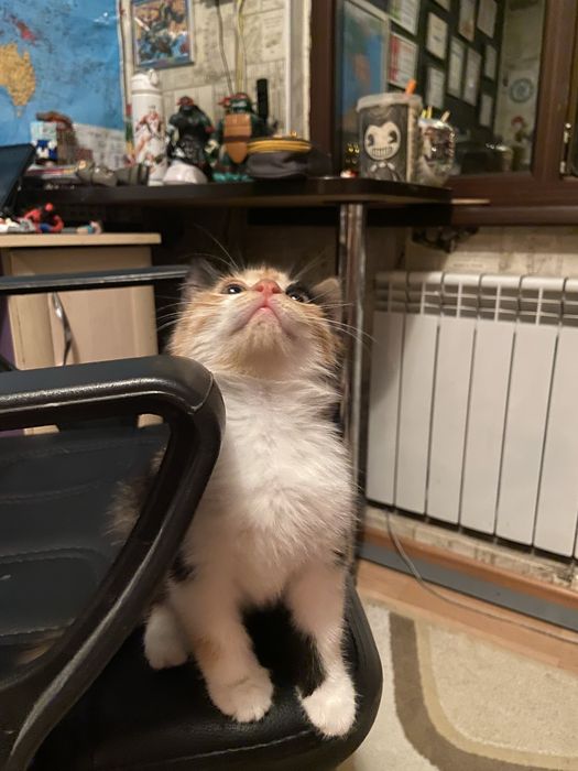 Трехцветный котенок