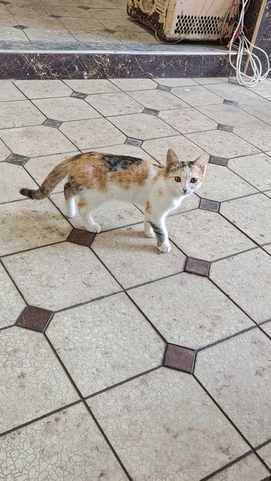 Милинкие кошечки