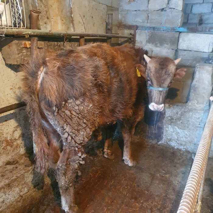 Продаються годовалые бычки