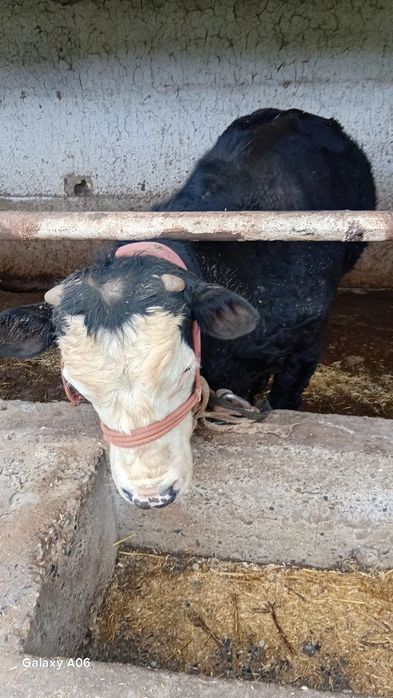 Букача..сотилади