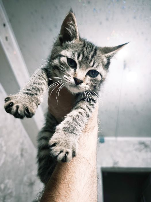 Отдаем ласкового котенка
