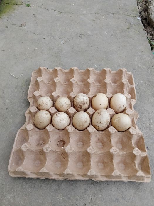 Продам утиные яйца 400тг