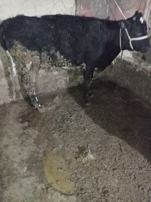 Согым Тайнша телка