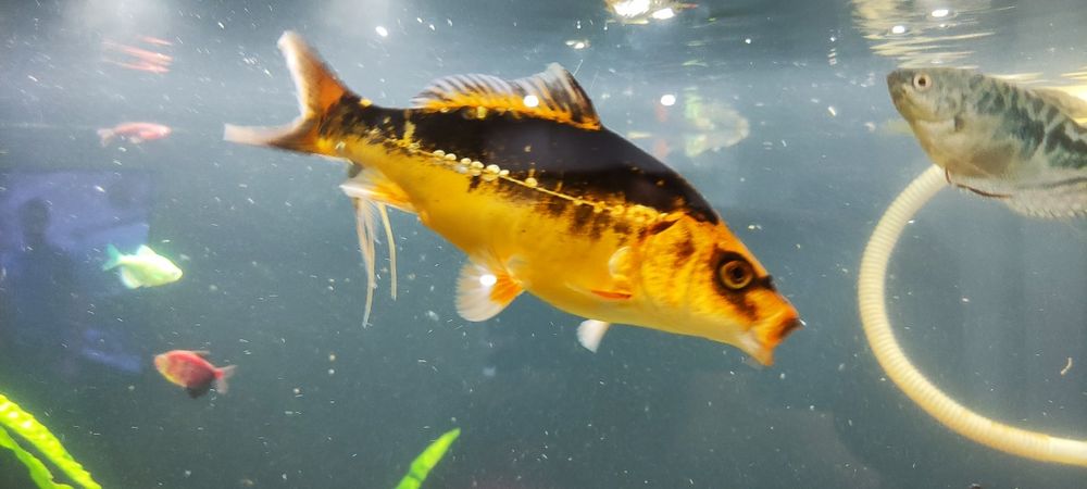 Рыбки аквариумные..  срочно ..