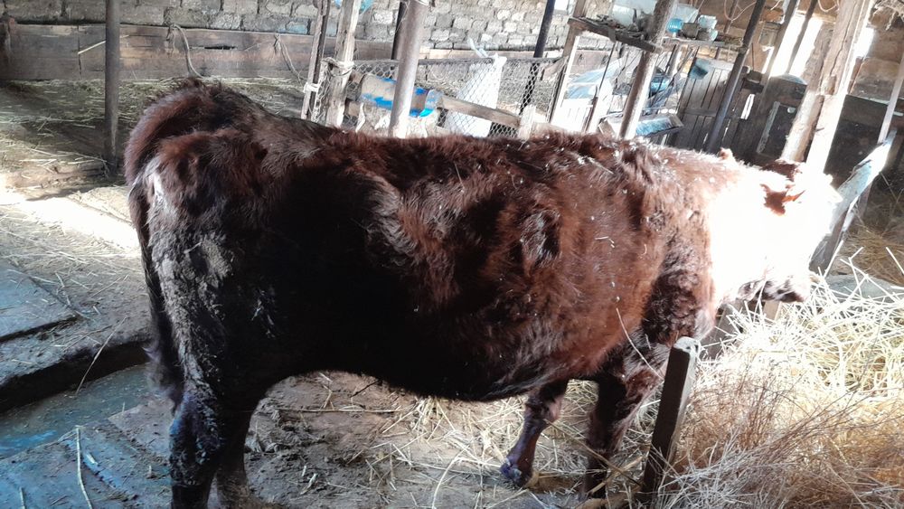 Союға Сиыр сатылады