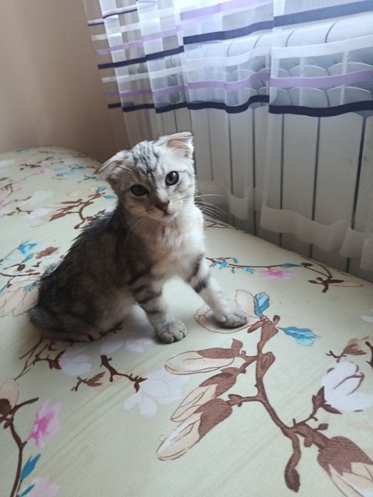 Отдам даром котенка девочка