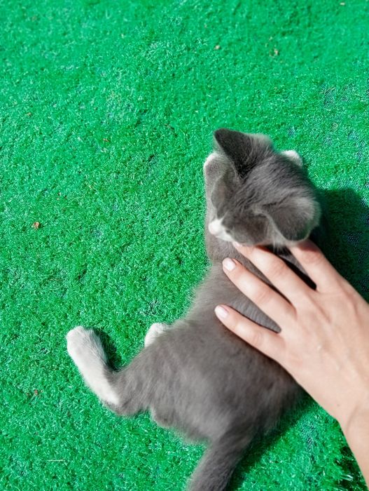 Отдам котят 3 мес