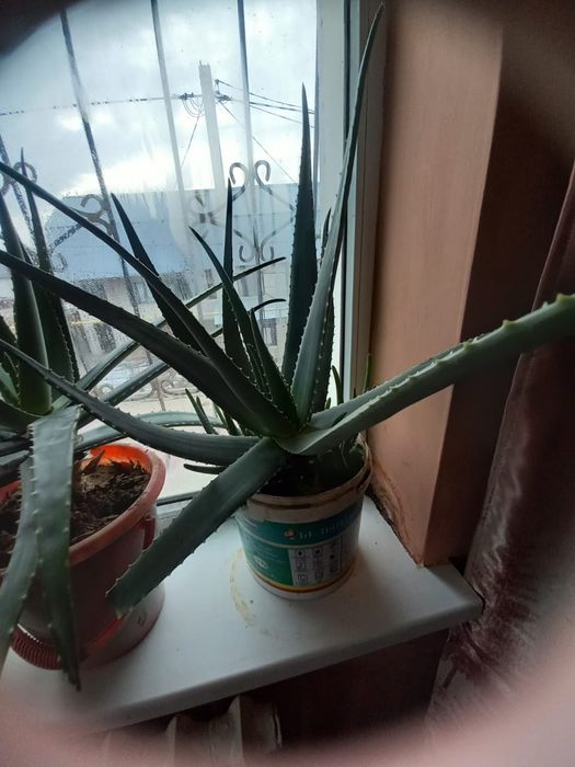 Лечебное Алоэ вера - 3,5,7 летние