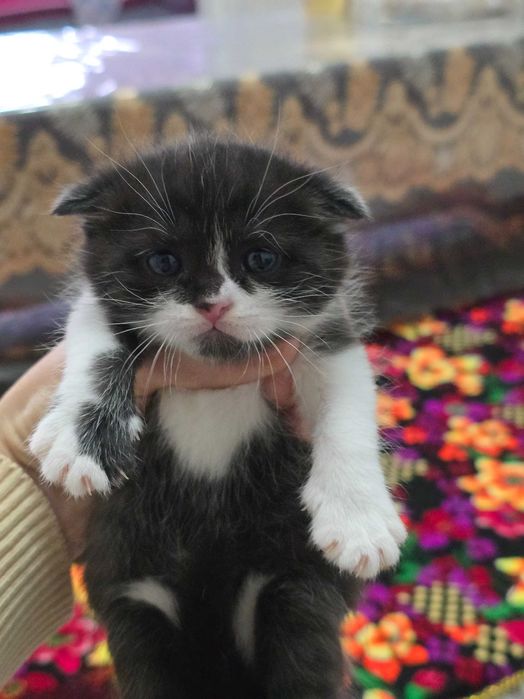 Продаются котята