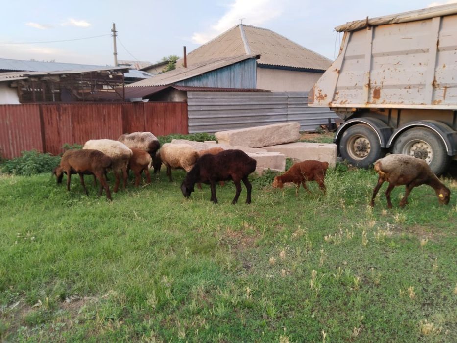 Бараны домашний скот