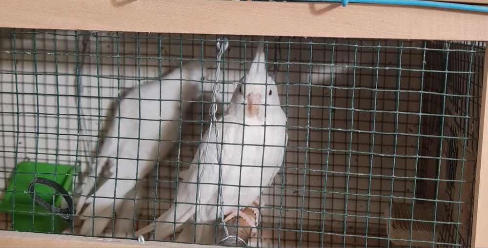 Papagali nimfa disponibili