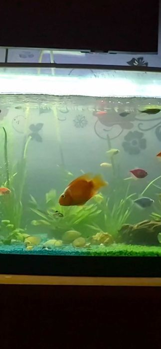 Pește Parrot + 2 carași – sănătoși, frumoși, de vânzare urgent