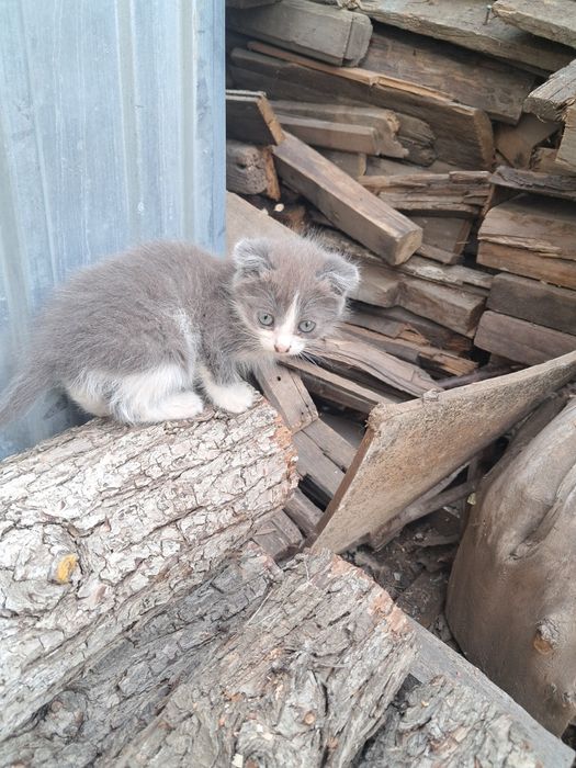 Котята серая девочка черный мальчик