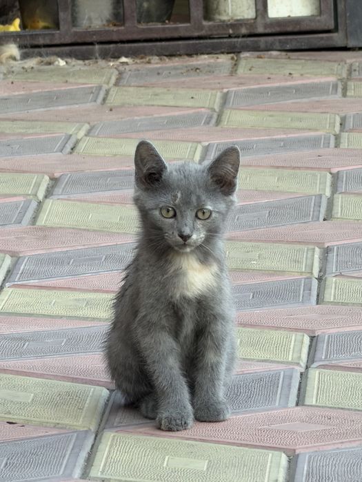 Отдам в добрые руки котят, два мальчика и девочка!
