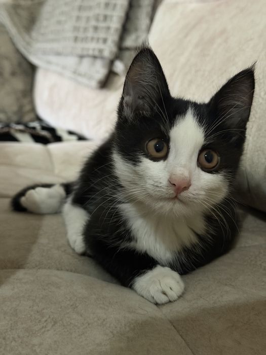 Котенок в добрые руки