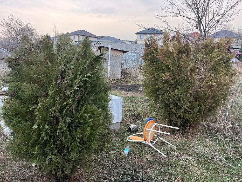 Голубая ель разные размеры