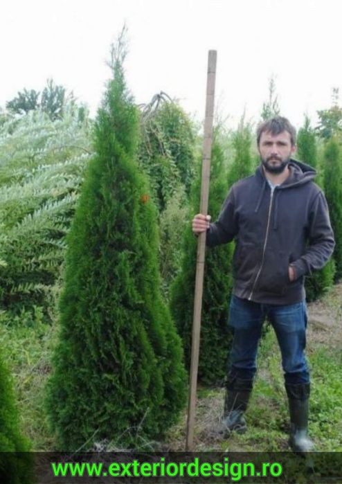 Tuia smaragd, Cireș japonez, brazi argintii, Leylandii gard, Mesteacăn