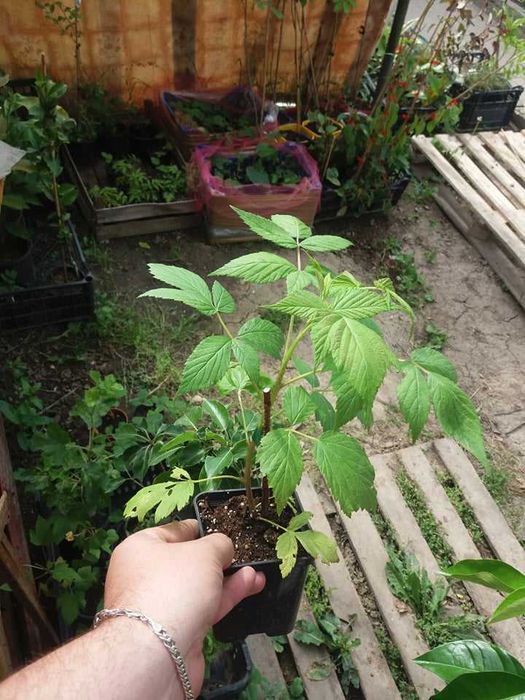 Мини джуджевидна  Малина , Къпина и жълта Малина